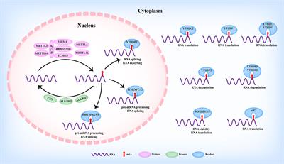 The Emerging Role of RNA N6-Methyladenosine Modification in Pancreatic Cancer